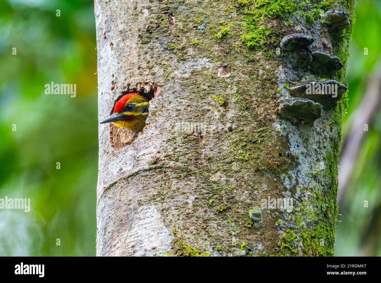 Un picchio dalla ciglia bianca (Piculus aurulentus) sbatte la testa fuori dal suo buco di nido in un grande albero. São Paolo, Brasile. Foto Stock