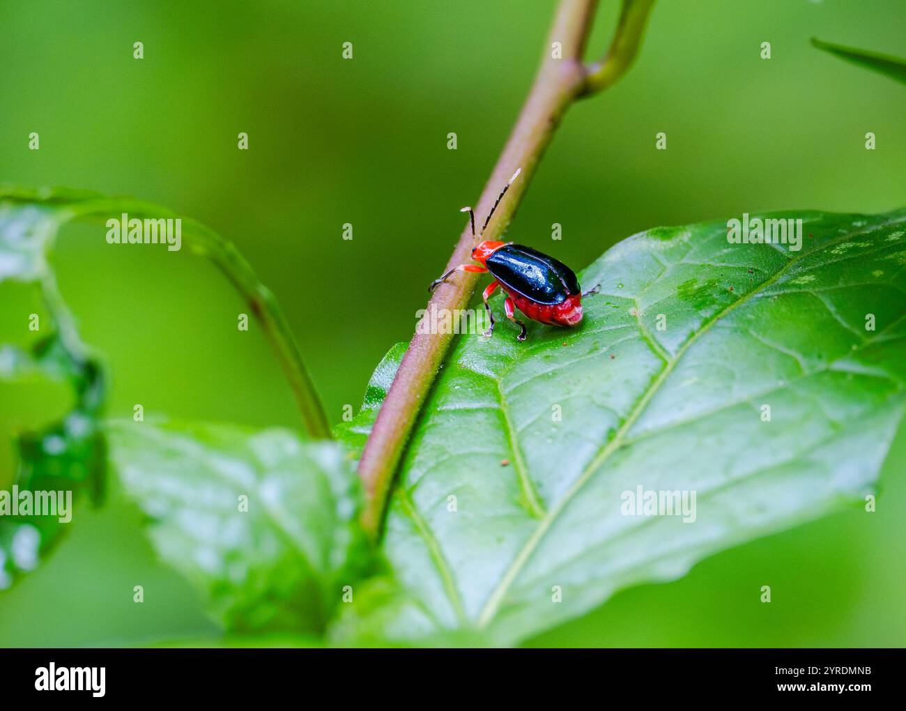 Un colorato coleottero della foglia (Lema apicalis) su una foglia verde. Intervales State Park, São Paulo, Brasile. Foto Stock