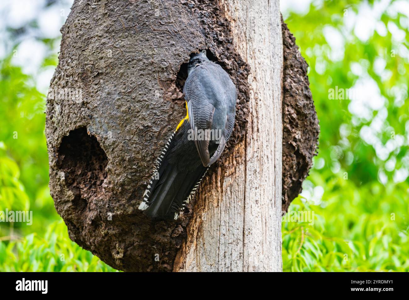 Un Trogon con fondo verde (Trogon viridis) che scavava il suo buco nel nido di termite. Intervales State Park, São Paulo, Brasile. Foto Stock