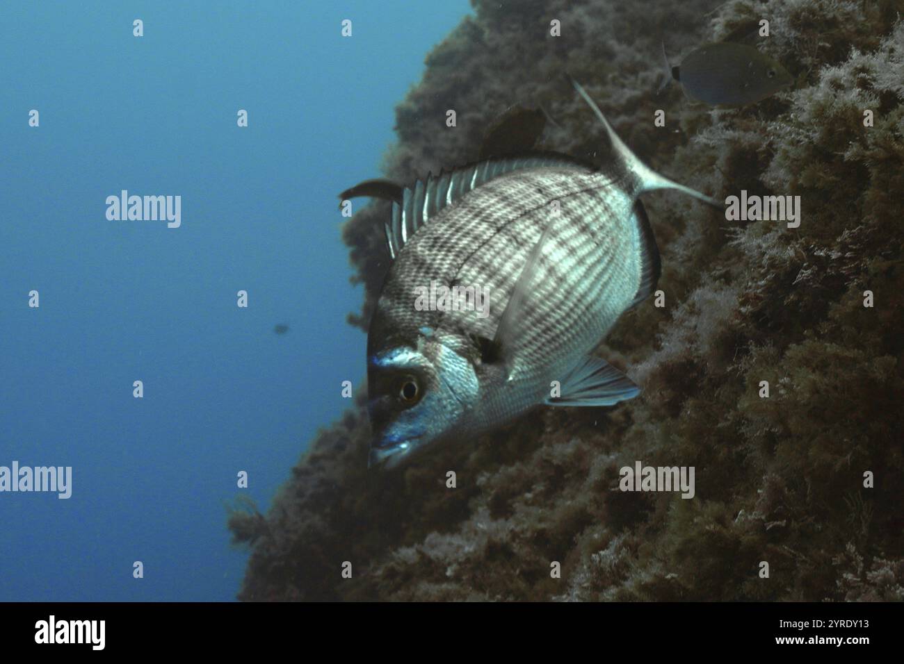 Un singolo pesce, pinnipedo (Diplodus puntazzo), nuota accanto a una parete corallina nel mare blu, sito di immersione sec de la Jeaune Garde, penisola di Giens, provenzale Foto Stock