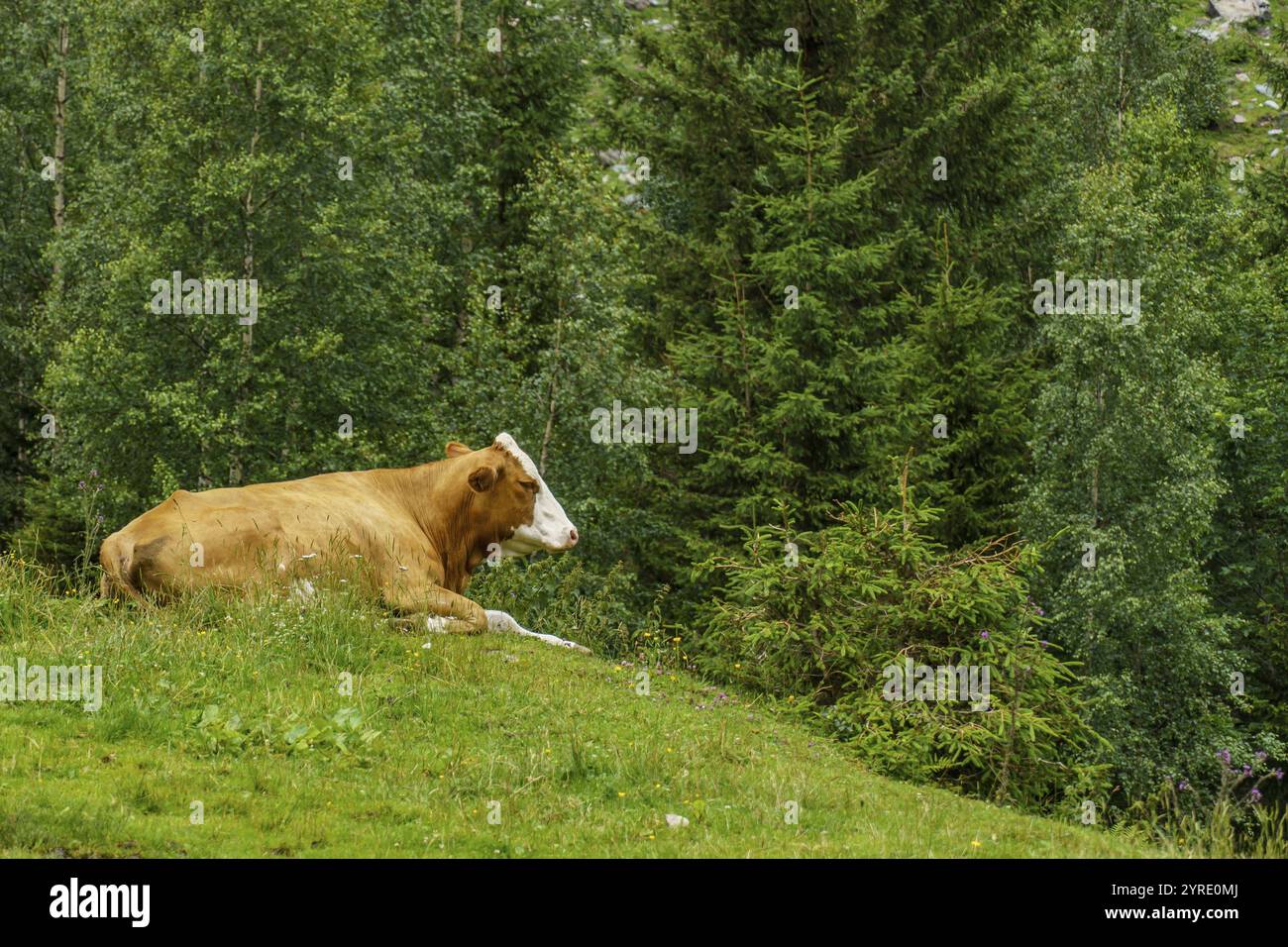 Una mucca si trova su un prato verde ai margini della foresta e gode della pace e della tranquillità di mittersill, alti tauri, austria Foto Stock