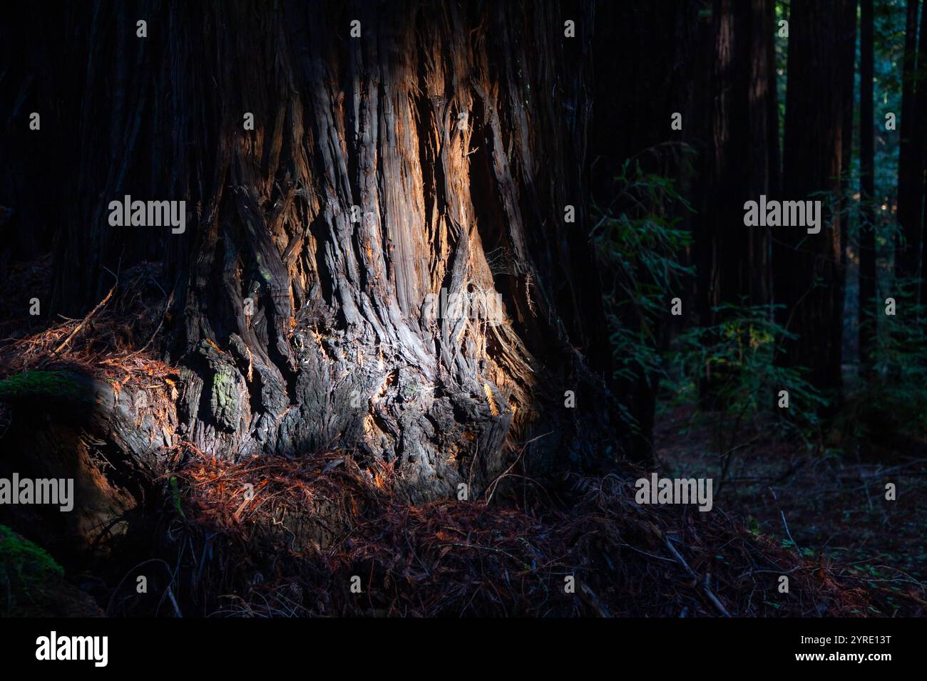 Armstrong Redwoods è un piccolo stand di sequoie appena a nord di Guerneville, California. Foto Stock