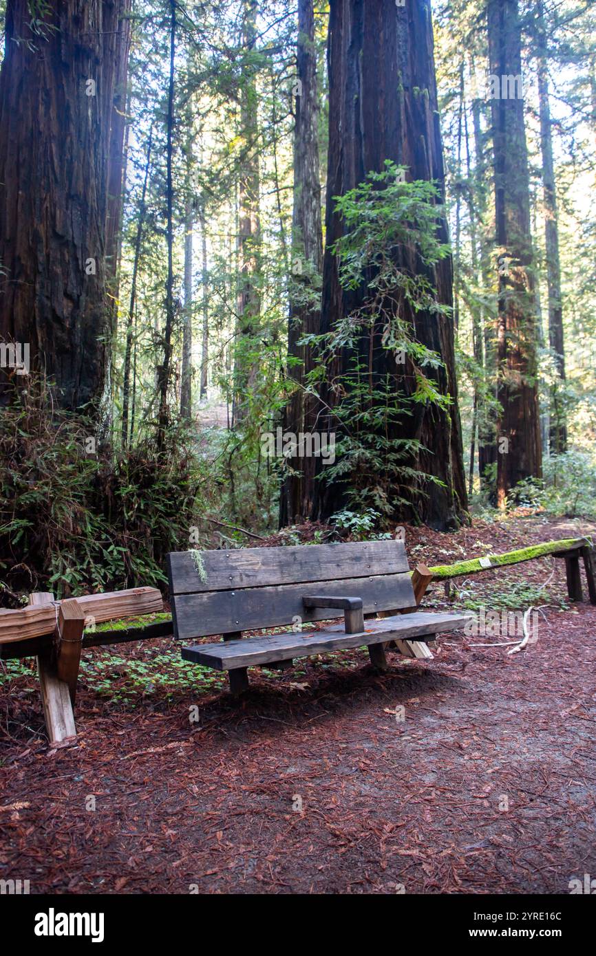 Armstrong Redwoods è un piccolo stand di sequoie appena a nord di Guerneville, California. Foto Stock