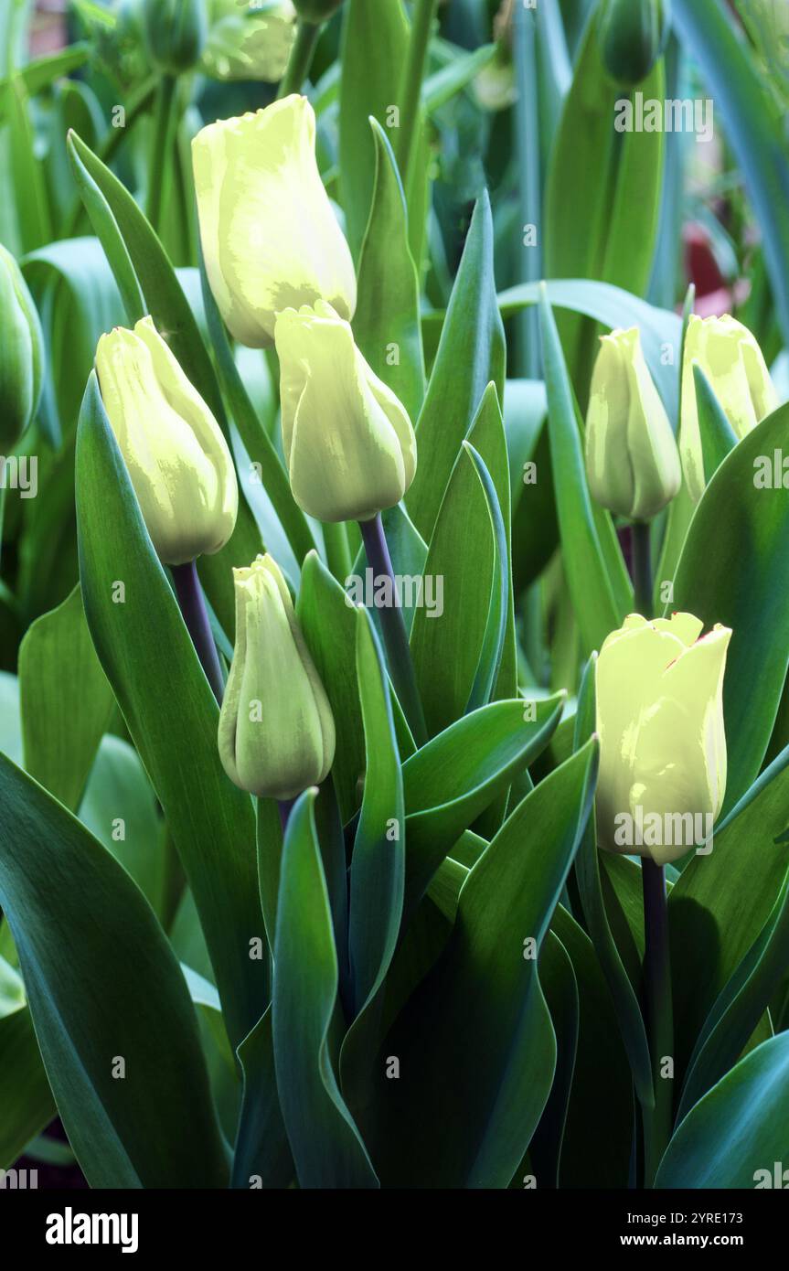 Primo piano gruppo di tulipa Spring Green. Un singolo tulipano verde e avorio di tarda primavera appartenente al gruppo di tulipani della Divisione 8 di Viridiflora Foto Stock