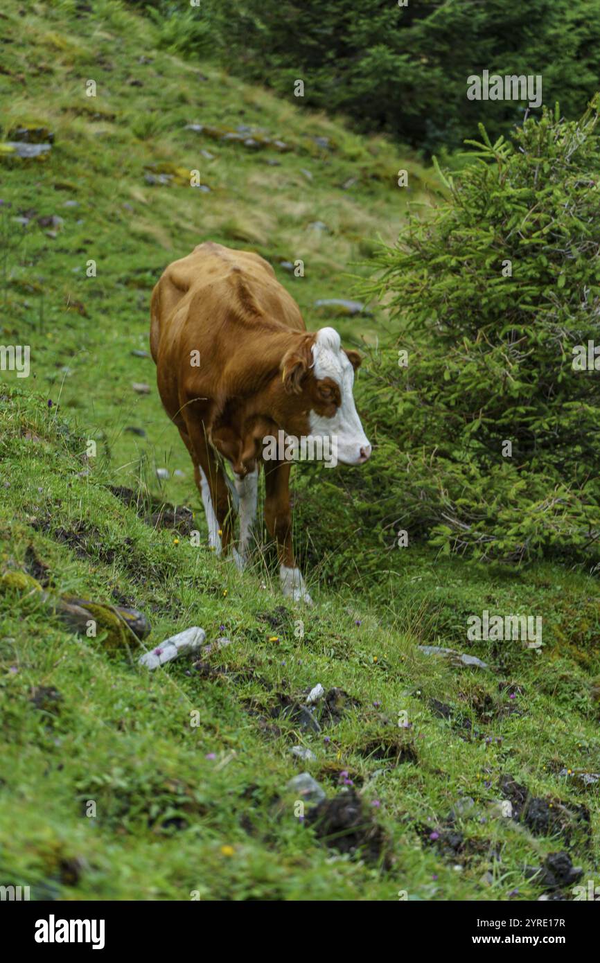 Una mucca si erge su un argine verde ai margini della foresta e pascola in natura, mittersill, alti tauri, austria Foto Stock