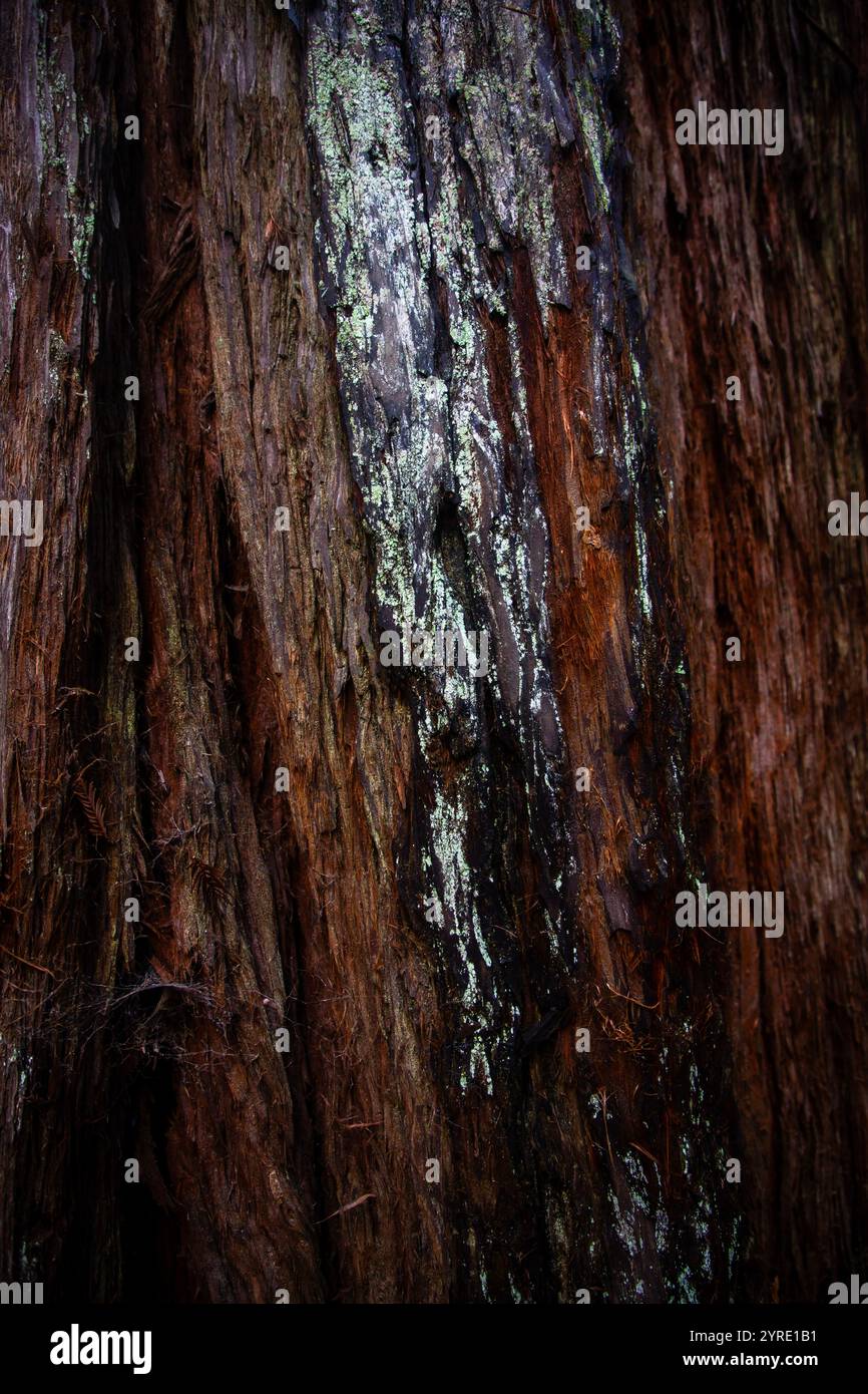 Armstrong Redwoods è un piccolo stand di sequoie appena a nord di Guerneville, California. Foto Stock