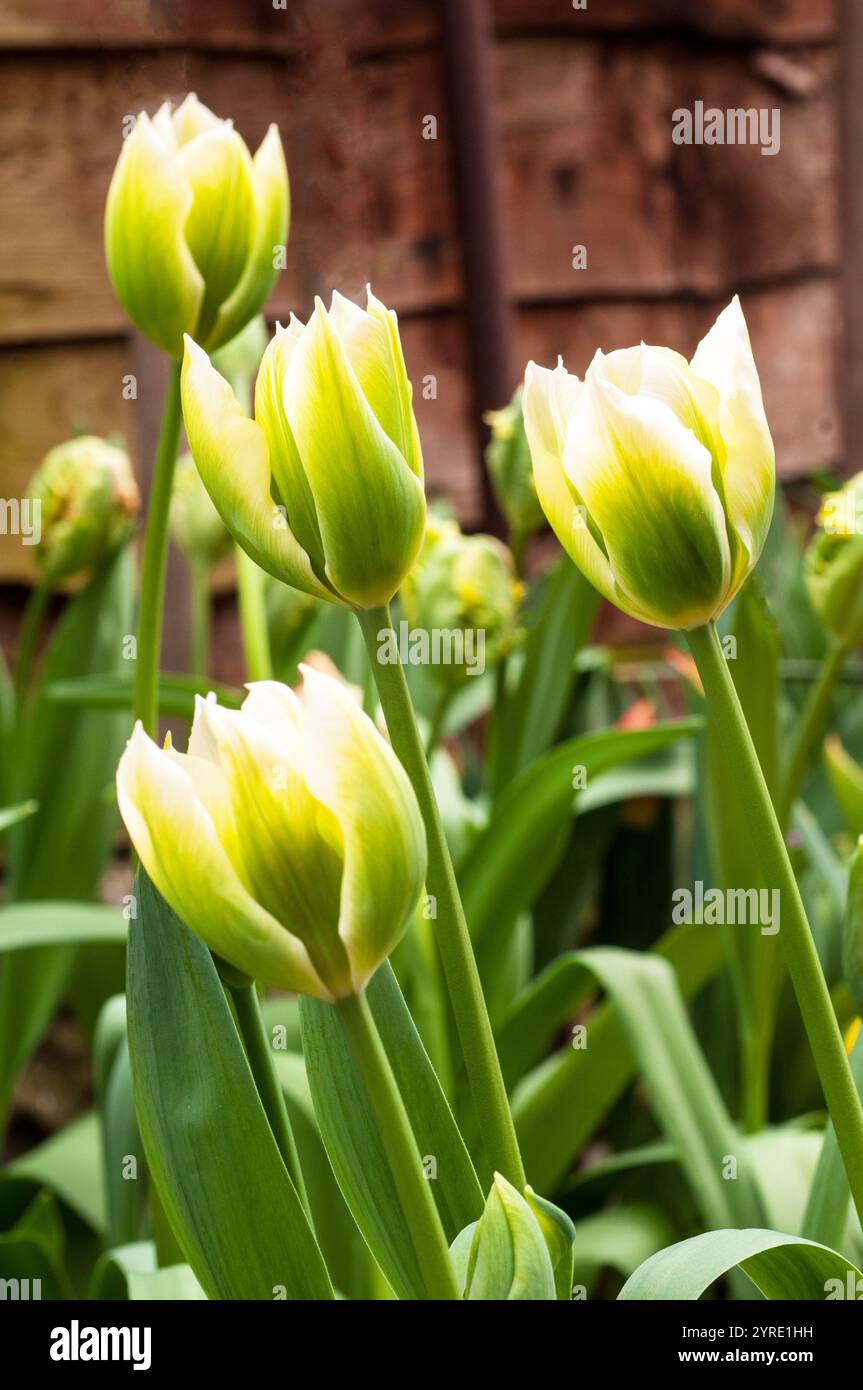 Primo piano gruppo di tulipa Spring Green. Un singolo tulipano verde e avorio di tarda primavera appartenente al gruppo di tulipani della Divisione 8 di Viridiflora Foto Stock