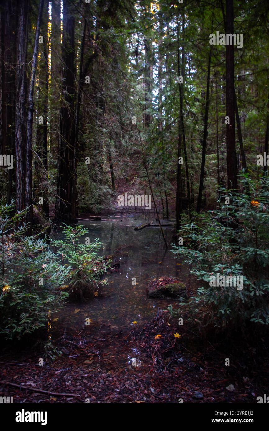 Armstrong Redwoods è un piccolo stand di sequoie appena a nord di Guerneville, California. Foto Stock