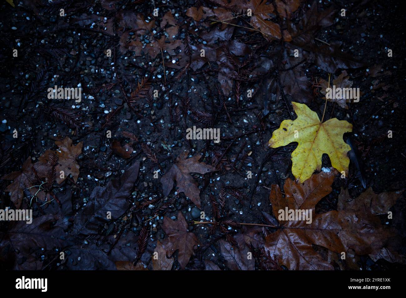 Armstrong Redwoods è un piccolo stand di sequoie appena a nord di Guerneville, California. Foto Stock