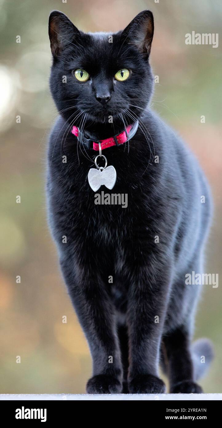 Ammira il gatto nero domestico di Brevard, North Carolina, Stati Uniti Foto Stock
