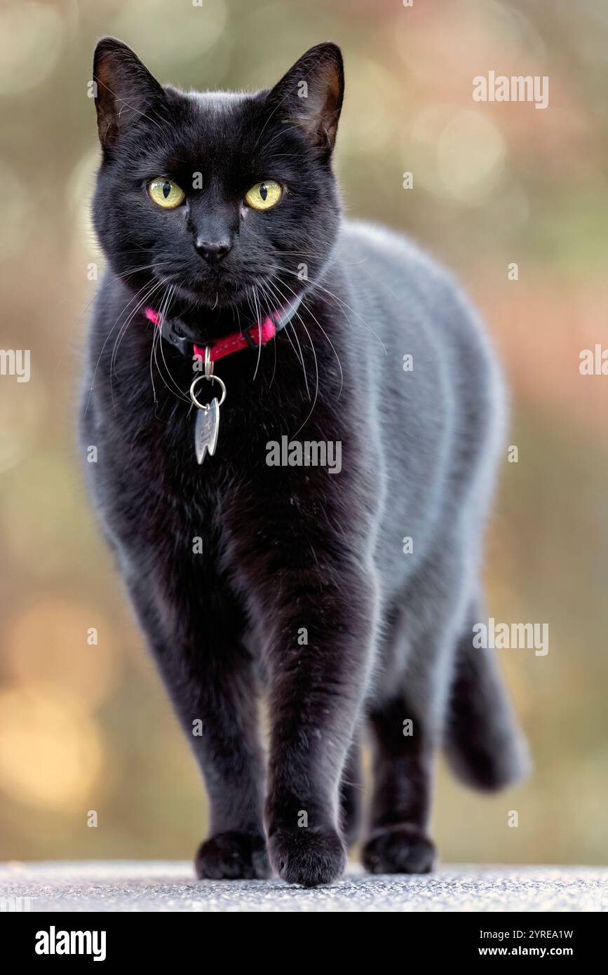 Ammira il gatto nero domestico che cammina verso la telecamera - Brevard, North Carolina, Stati Uniti Foto Stock