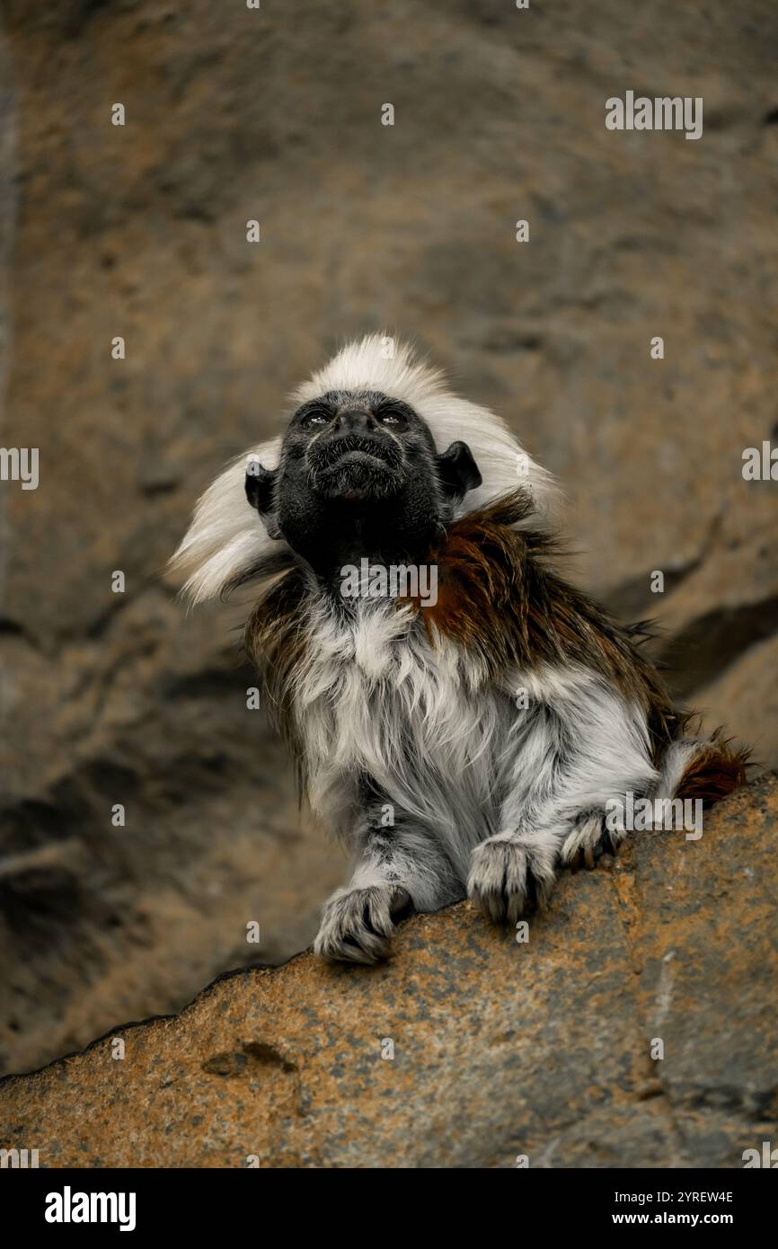 Una scimmia di pelliccia soffice si trova in uno zoo di Vienna, offrendo una vista ravvicinata della sua espressione affascinante e della natura giocosa. Foto Stock
