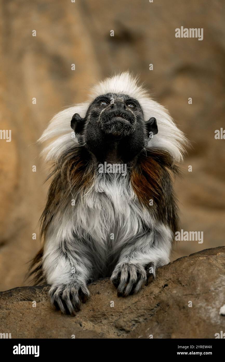 Una scimmia di pelliccia soffice si trova in uno zoo di Vienna, offrendo una vista ravvicinata della sua espressione affascinante e della natura giocosa. Foto Stock