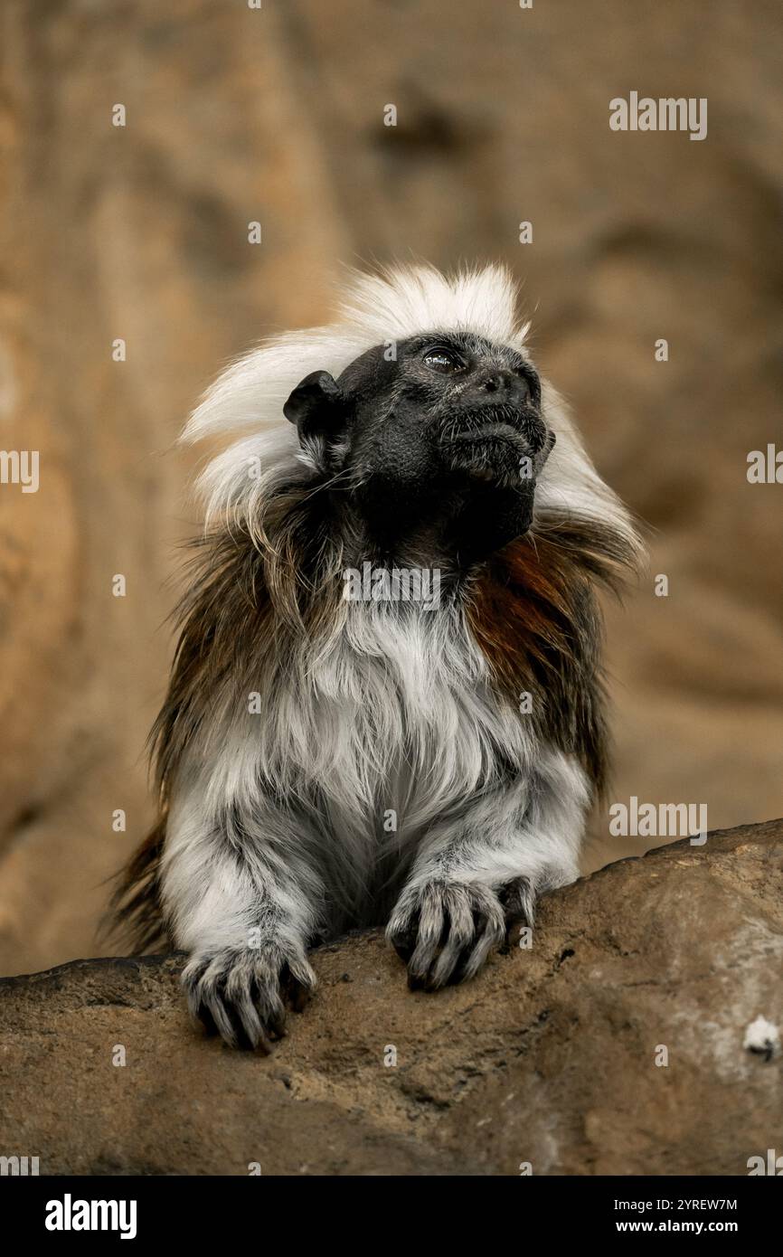 Una scimmia di pelliccia soffice si trova in uno zoo di Vienna, offrendo una vista ravvicinata della sua espressione affascinante e della natura giocosa. Foto Stock