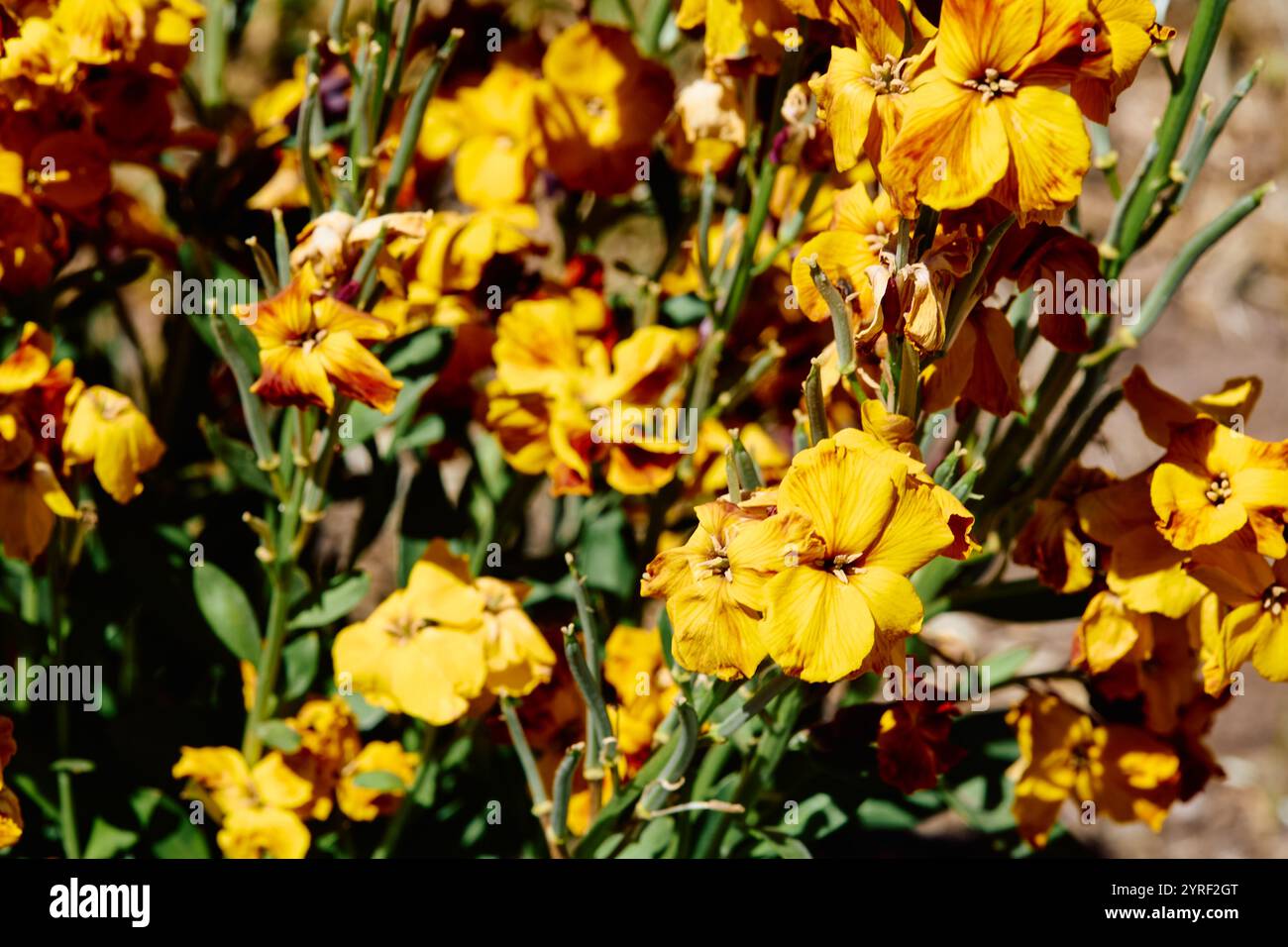 Fiori di Erysimum cheiri. I suoi fiori formano ammassi terminali su steli verticali e consistono di quattro petali. Sono molto profumati Foto Stock