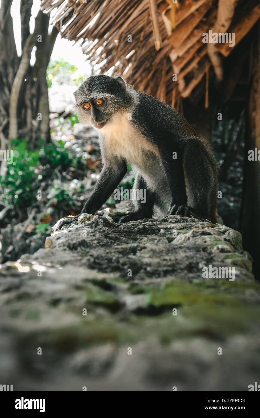 Una curiosa scimmia a Zanzibar, Tanzania, mostra la fauna selvatica e la bellezza naturale dell'isola, offrendo uno sguardo sulla variegata fauna dell'Africa. Foto Stock