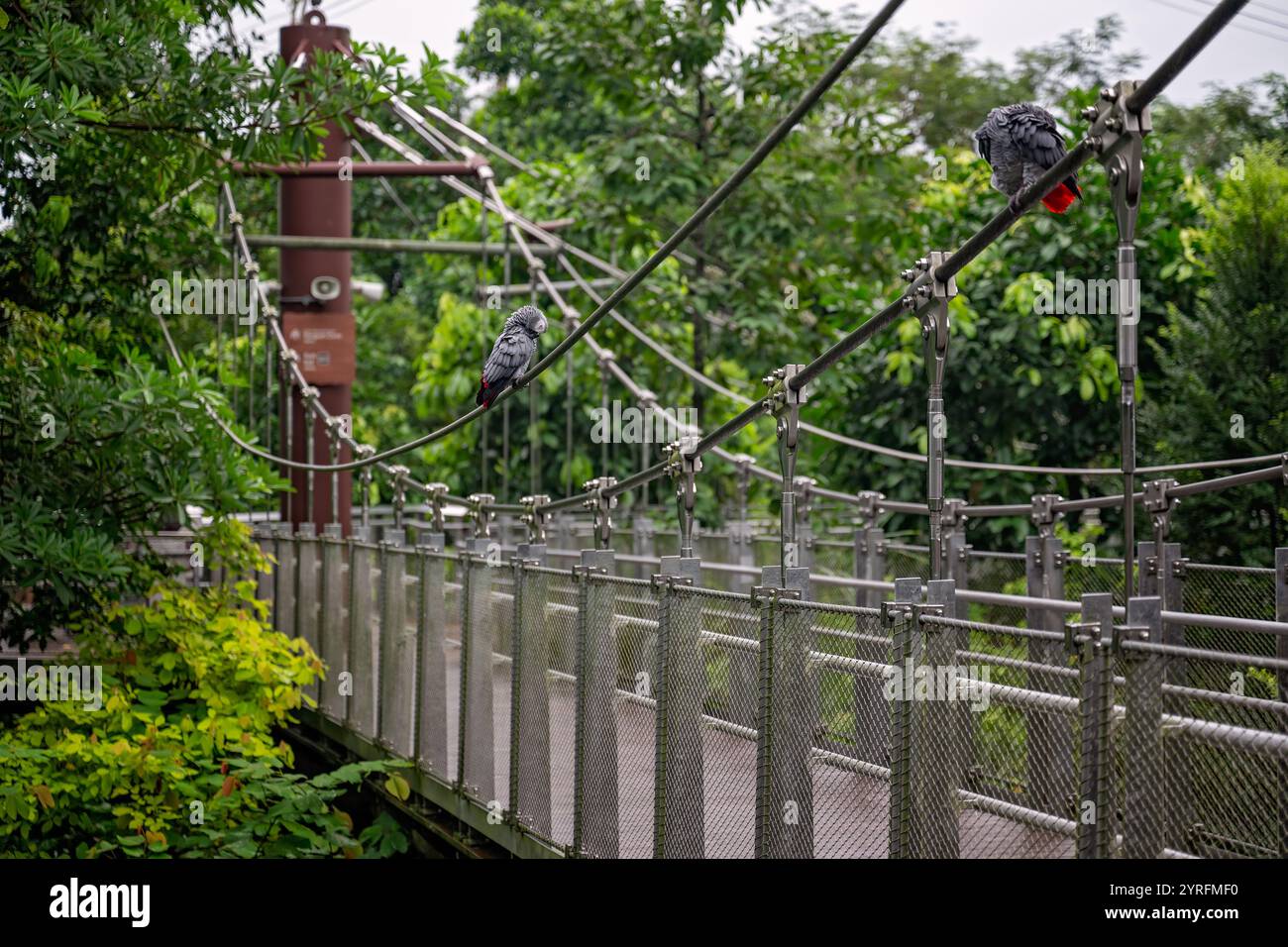 Uccelli pappagalli grigi del Congo sul ponte sospeso, Mandai Birds Paradise Sanctuary, Singapore, ecoturismo per la conservazione della natura, destinazione turistica Foto Stock