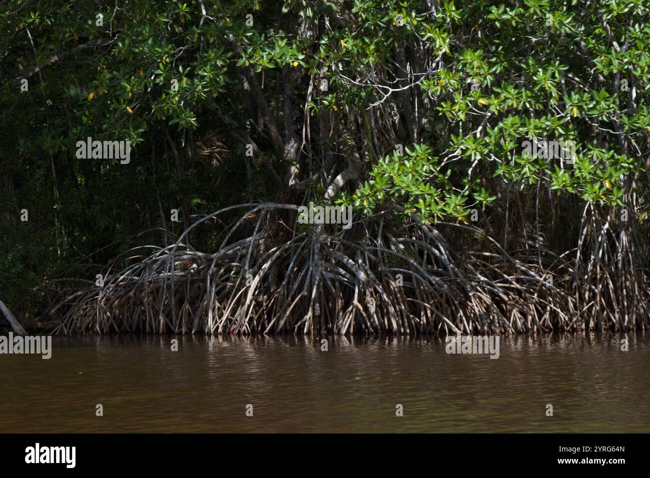 Centla Mangroves sul fiume Grijalva. Foto Stock