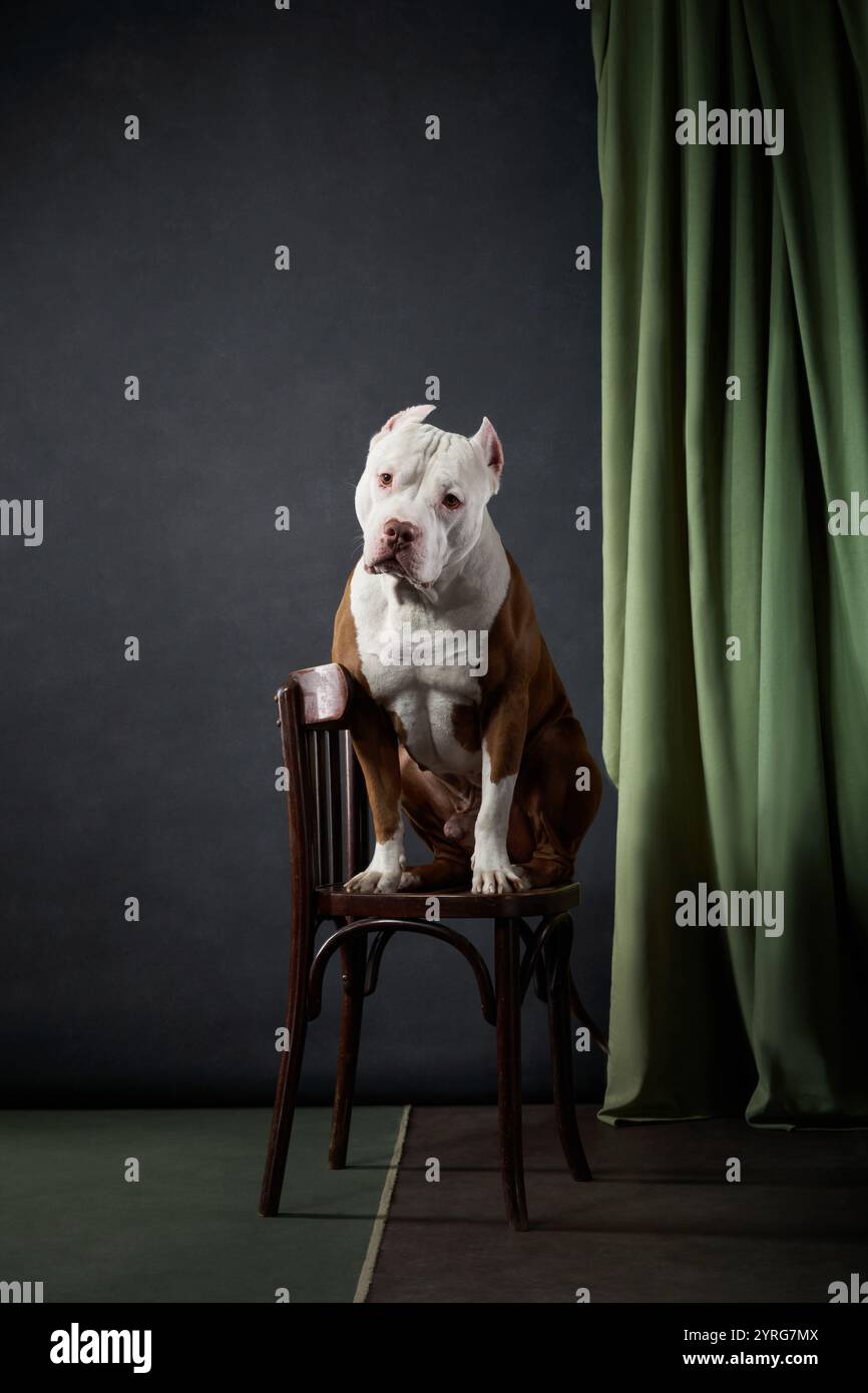 Un Pitbull siede in posizione verticale su una sedia di legno di fronte a una tenda verde, osservando attentamente. Le texture contrastanti della tenda e della sedia in legno aggiungono Foto Stock
