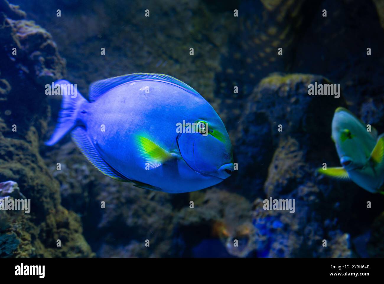 Pesci color tang azzurro che nuotano in un grande acquario vicino a una barriera corallina, mostrando un corpo blu vibrante, accenti di coda gialli e un occhio accattivante Foto Stock