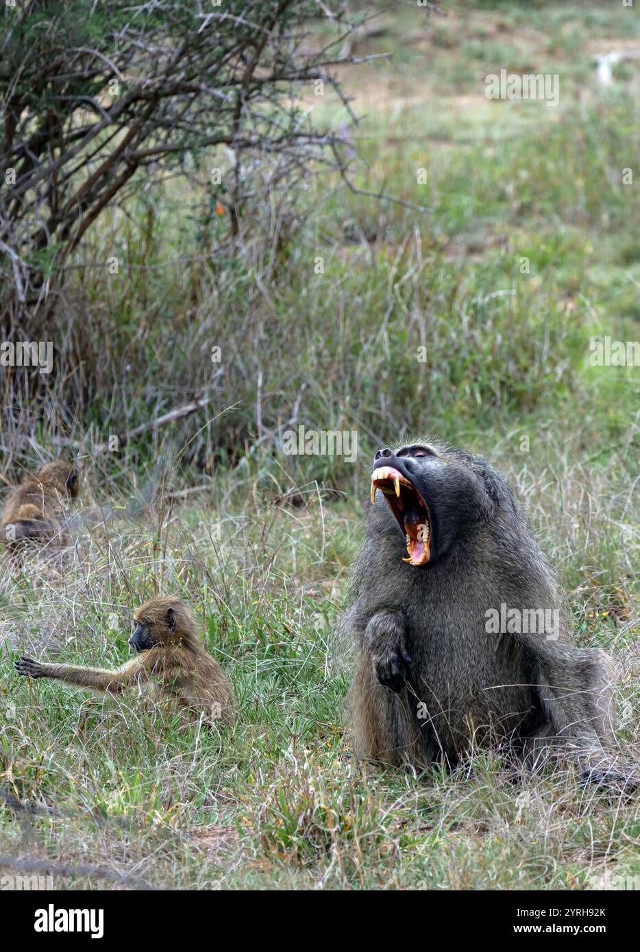 La scimmia babbuino Chacma si siede nell'erba, sbadiglia urla, mostra sorriso con zanne taglienti. Safari a savannah. Kruger Park, Sudafrica. Raro colpo fortunato, Animal Foto Stock