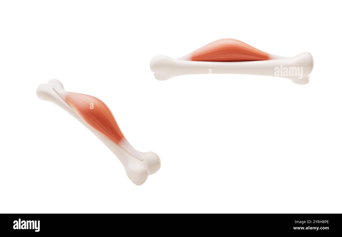Struttura muscolare, visualizzazione dei concetti medici, rendering 3d. Illustrazione 3D. Foto Stock
