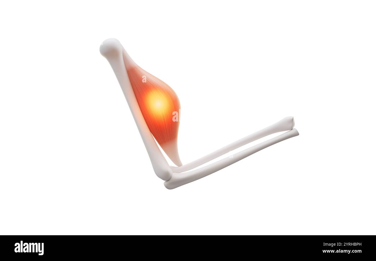 Struttura muscolare, malattie e concetto medico, rendering 3d. Illustrazione 3D. Foto Stock