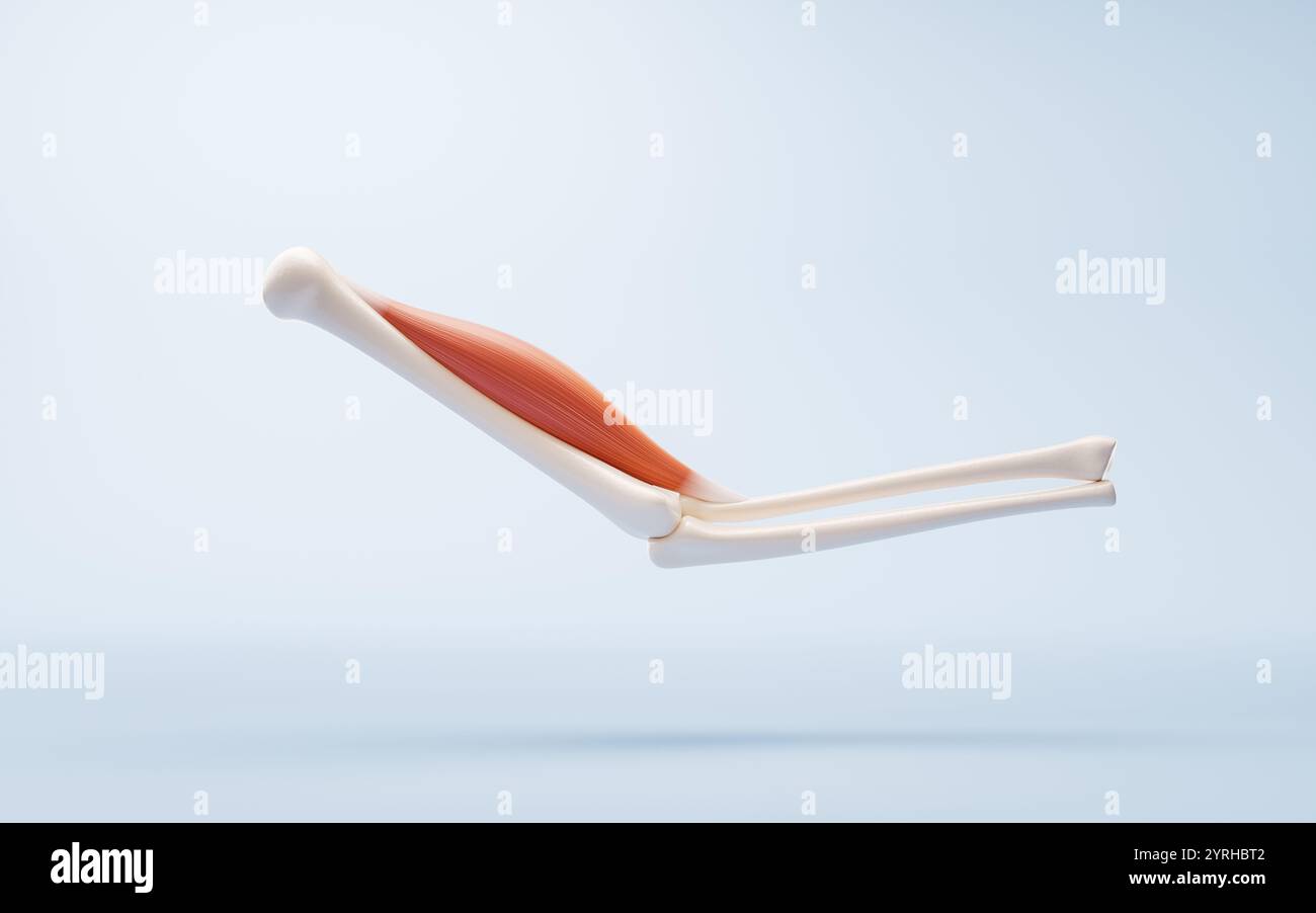 Struttura muscolare, visualizzazione dei concetti medici, rendering 3d. Illustrazione 3D. Foto Stock