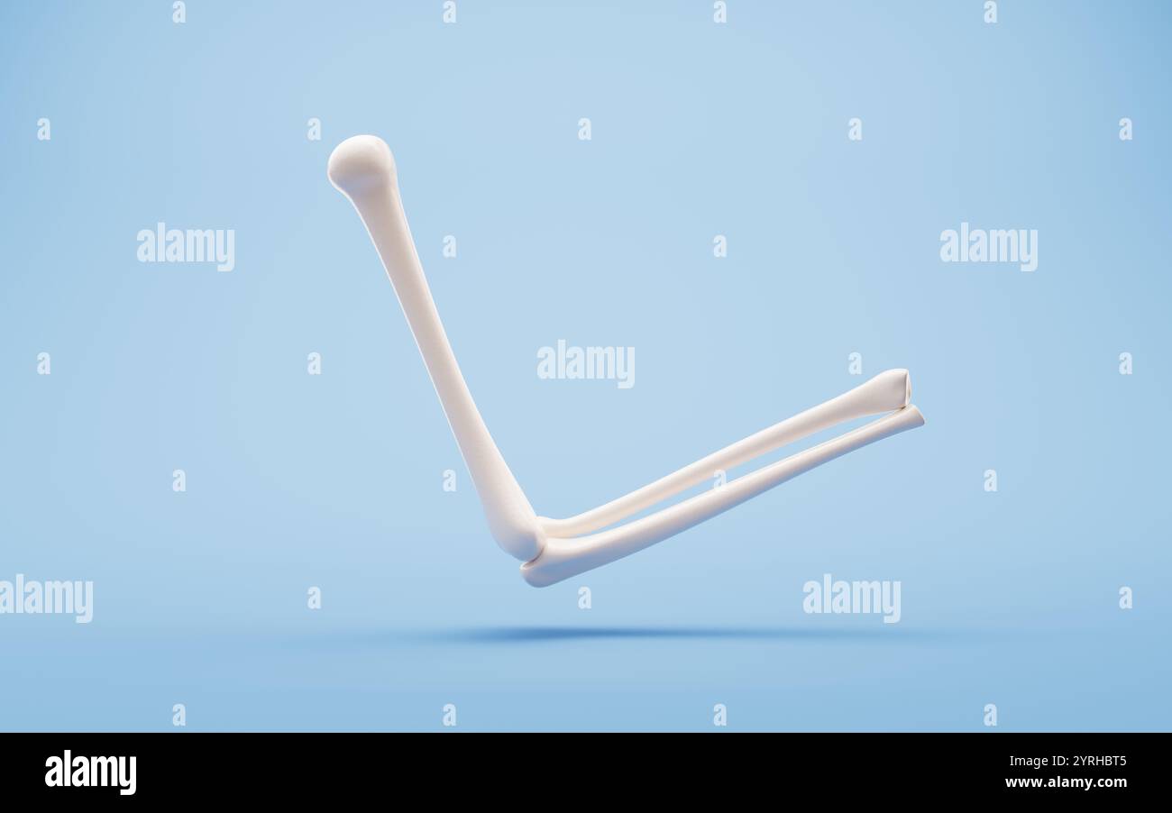 Anatomia biologica dello scheletro e della salute ossea, rendering 3d. Illustrazione 3D. Foto Stock