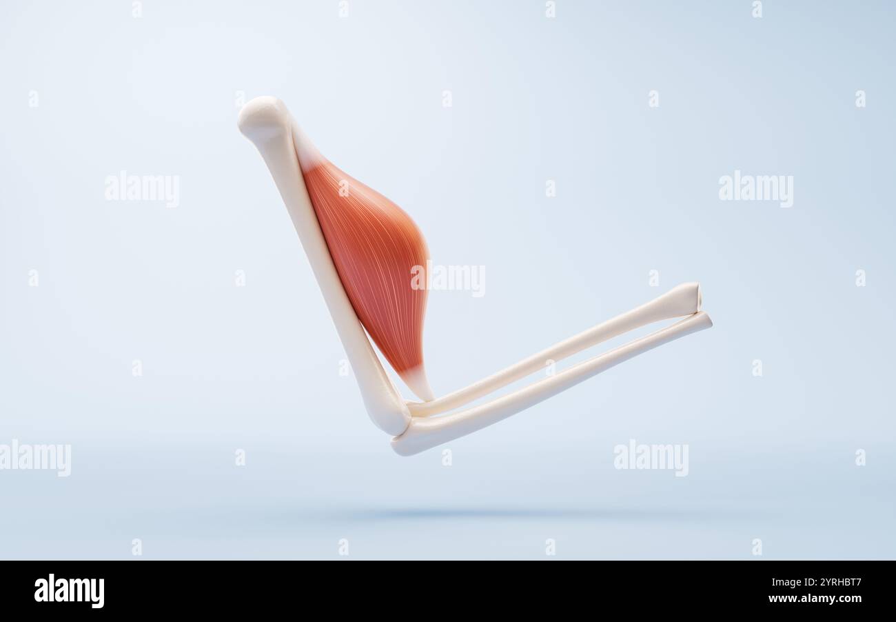 Struttura muscolare, visualizzazione dei concetti medici, rendering 3d. Illustrazione 3D. Foto Stock