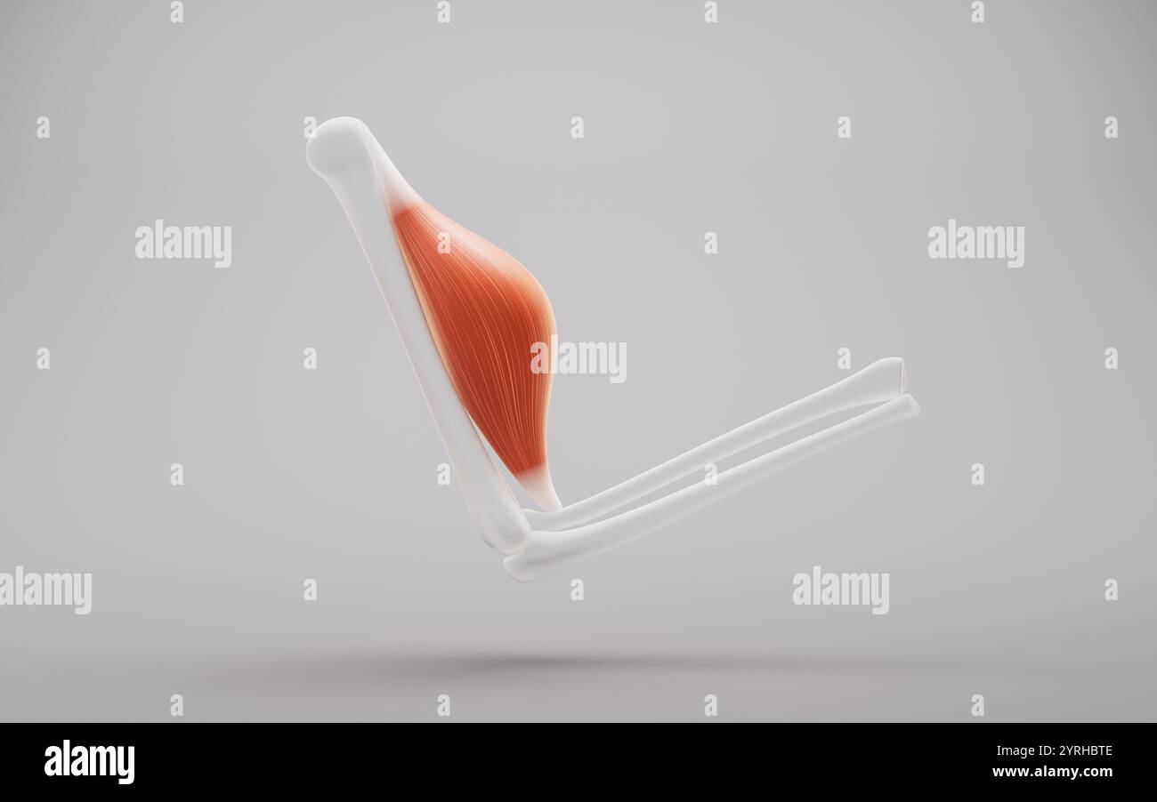 Struttura muscolare, visualizzazione dei concetti medici, rendering 3d. Illustrazione 3D. Foto Stock