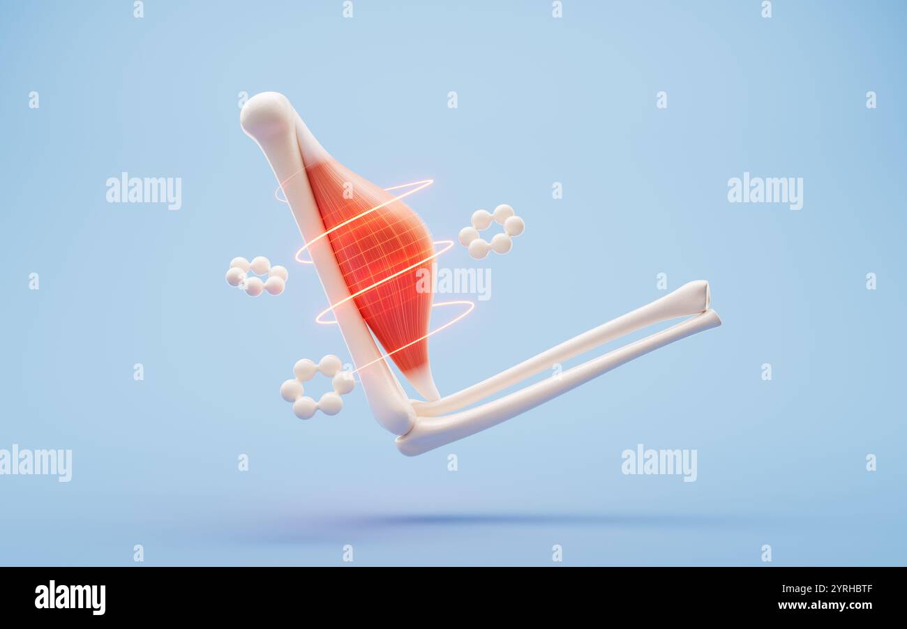 Struttura muscolare, visualizzazione dei concetti medici, rendering 3d. Illustrazione 3D. Foto Stock