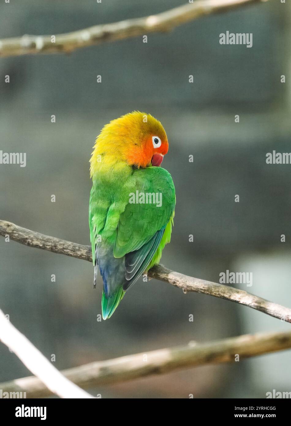 Ritratto dell'uccello di Fischer. Agapornis fischeri. Piccolo pappagallo colorato. Foto Stock