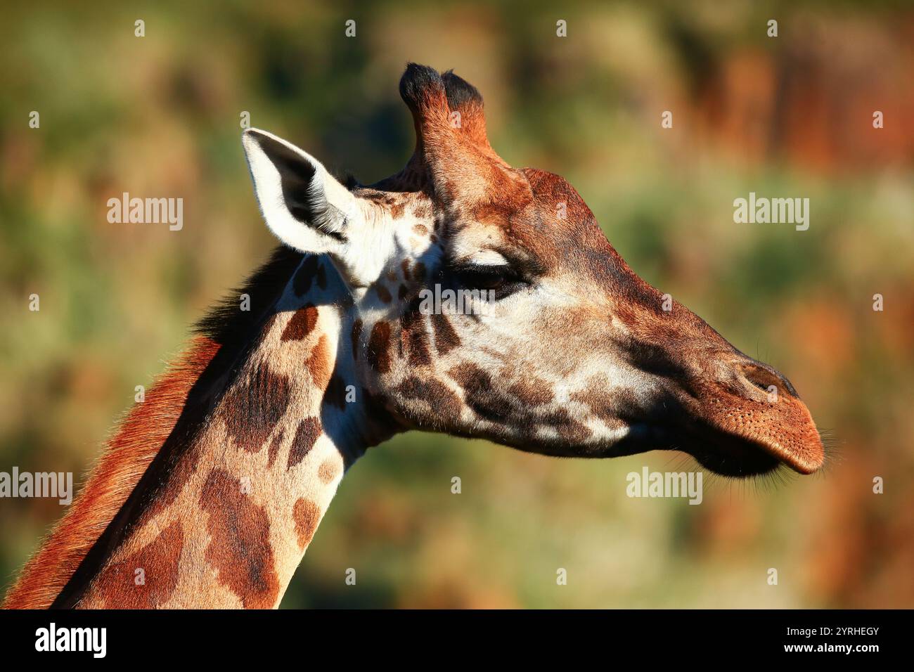 Primo piano delle giraffe all'aperto Foto Stock