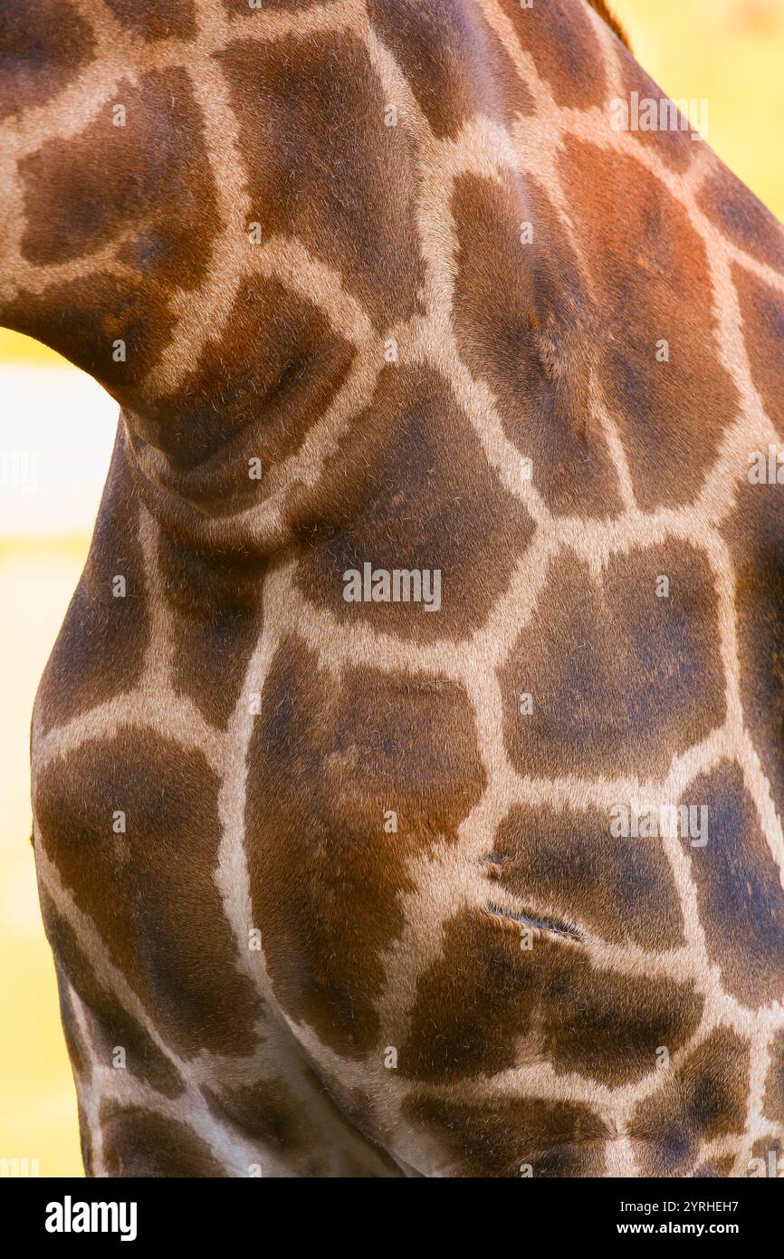 Primo piano delle giraffe all'aperto Foto Stock