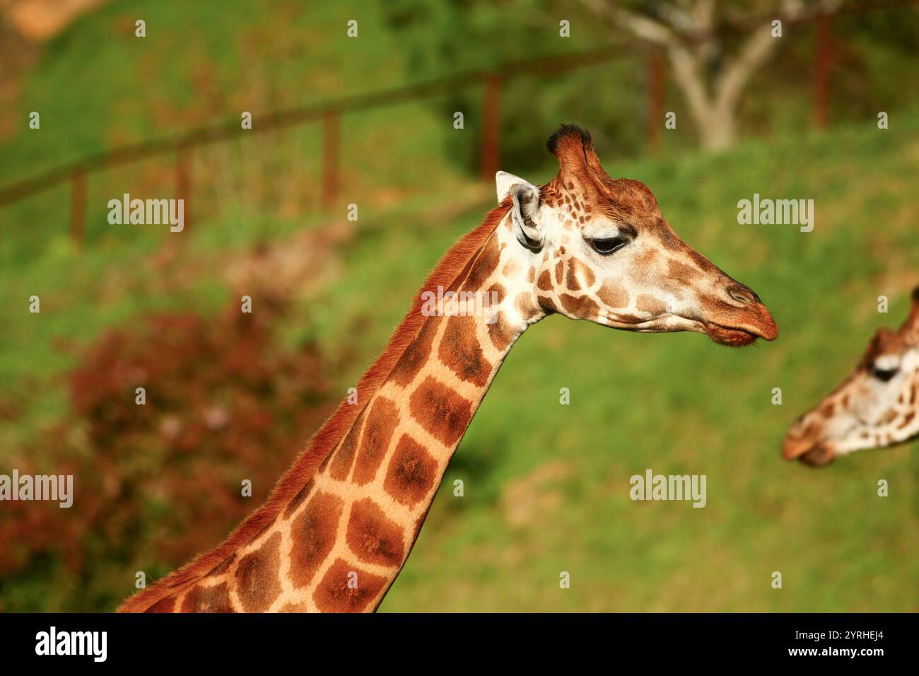 Primo piano delle giraffe all'aperto Foto Stock