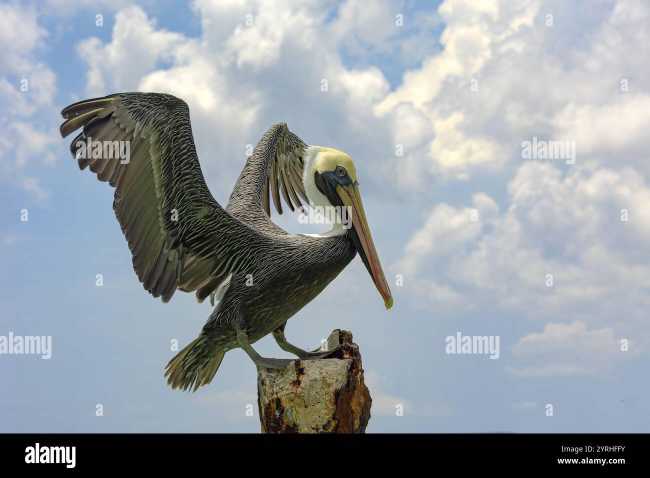 Un pellicano bruno, Pelecanus occidentalis carolinensis, si bilancia su un palo intempestivo, le sue ali si estendevano su uno sfondo di un cielo parzialmente nuvoloso Foto Stock