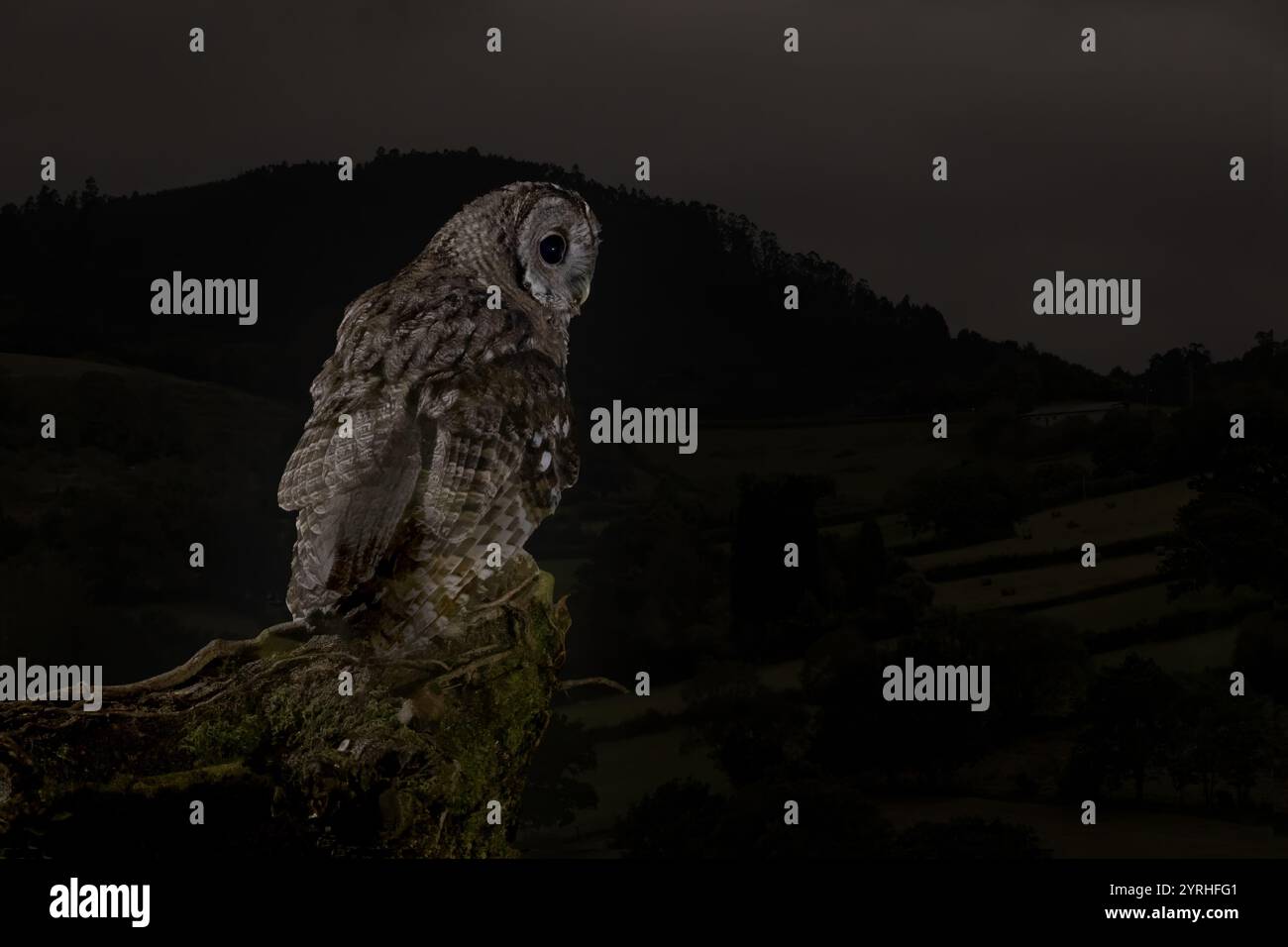 Una Strix aluco, nota come gufo tawny, viene vista appollaiata su un ramo muscoloso di notte lo sfondo scuro mette in risalto le sue caratteristiche, creando un misterioso bancomat Foto Stock