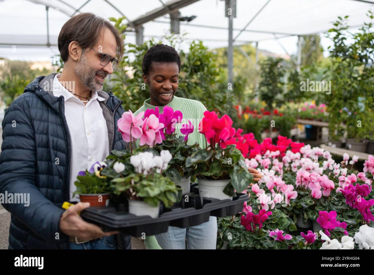 Una coppia ama fare shopping in un vivace negozio di giardini, circondato da colorati fiori ciclamini che sorridono mentre trasportano un vassoio di piante in vaso e riflessi Foto Stock