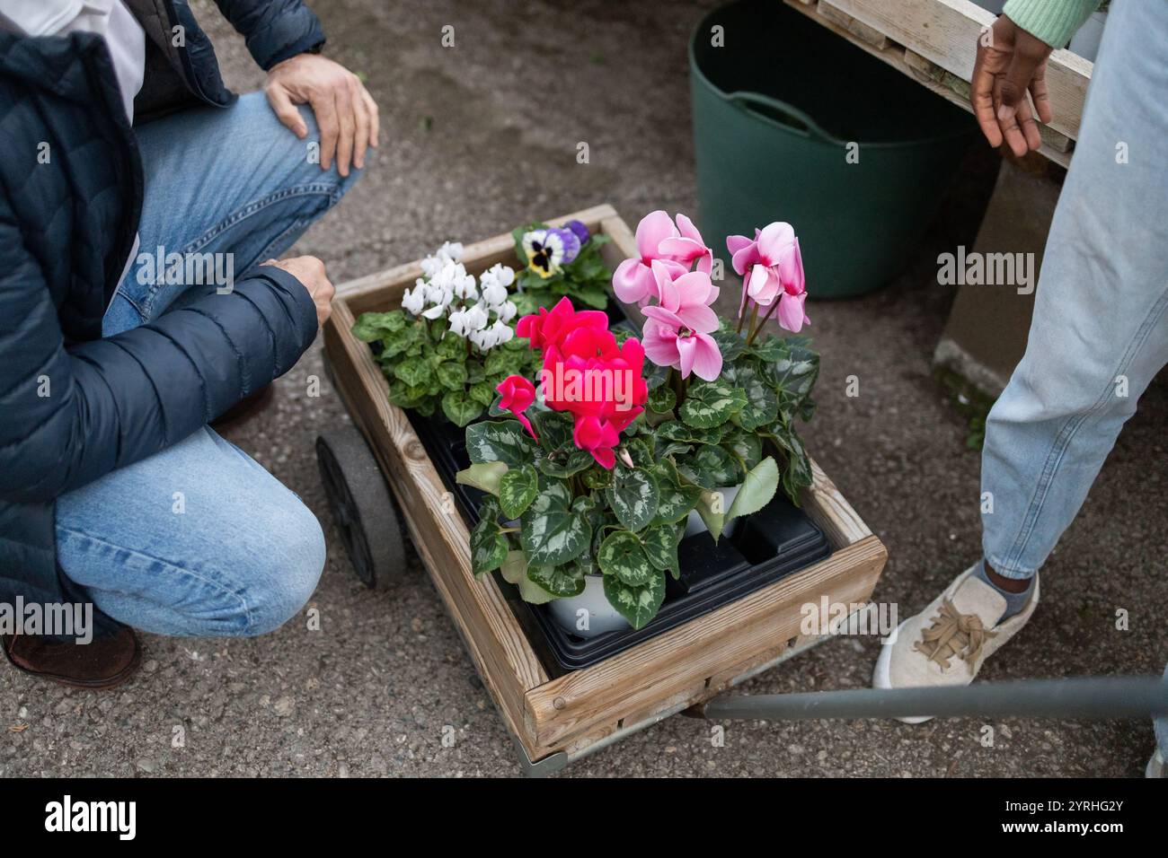 Le persone che scelgono vivaci fiori ciclamini in un negozio di giardini fiori colorati diversi sono esposti in un carrello di legno, circondato da una varietà di piante Foto Stock
