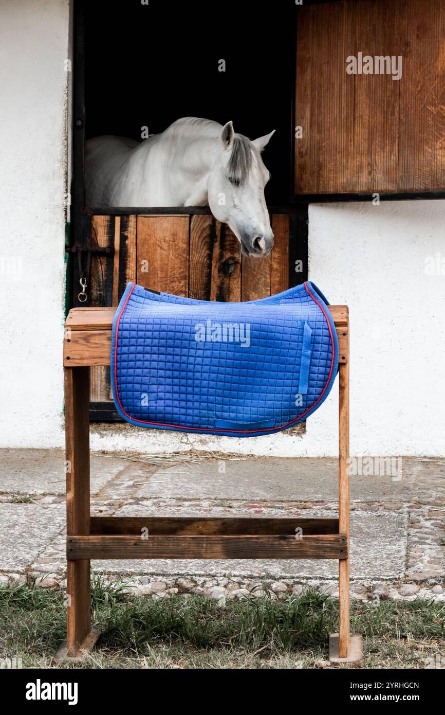 Un cavallo bianco guarda fuori dalla sua stalla, osservando una vibrante pedana blu poggiata su una cremagliera di legno in primo piano, trasportando un tranquillo equestre Foto Stock