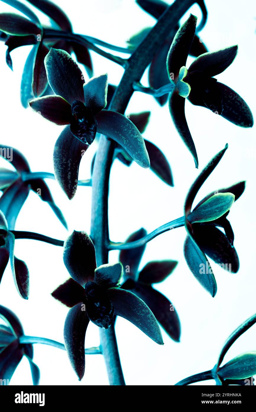 Cymbidium Little Black Sambo "Black Magic", un ibrido di nativi australiani C. madidum x C. canaliculatum. I fiori hanno una fragranza dolce. Foto Stock