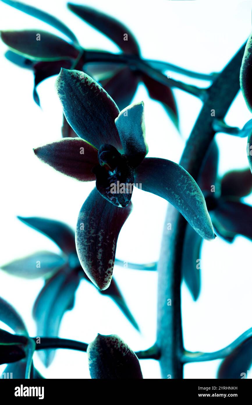 Cymbidium Little Black Sambo "Black Magic", un ibrido di nativi australiani C. madidum x C. canaliculatum. I fiori hanno una fragranza dolce. Foto Stock