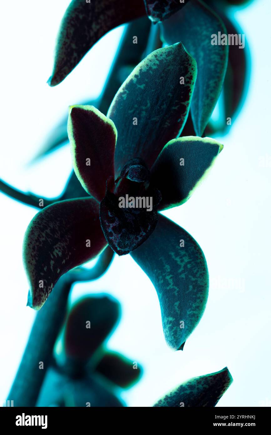 Cymbidium Little Black Sambo "Black Magic", un ibrido di nativi australiani C. madidum x C. canaliculatum. I fiori hanno una fragranza dolce. Foto Stock