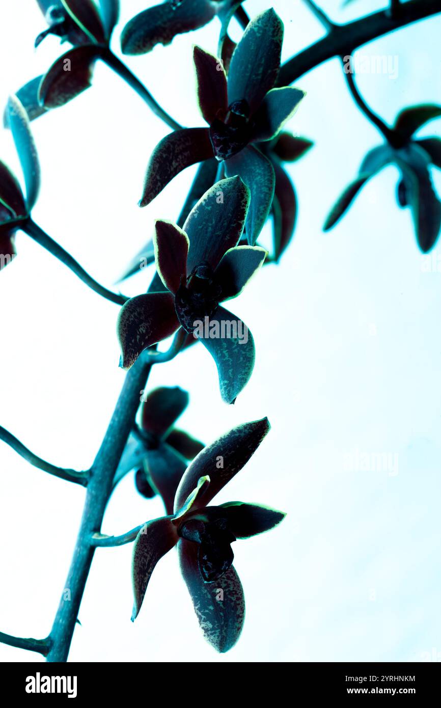 Cymbidium Little Black Sambo "Black Magic", un ibrido di nativi australiani C. madidum x C. canaliculatum. I fiori hanno una fragranza dolce. Foto Stock