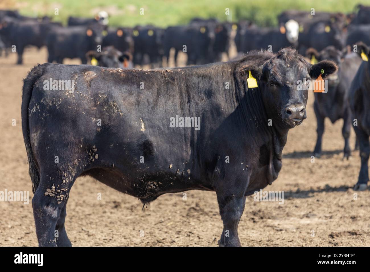 Gli Angus neri allevano bovini in un mangime o in un deposito per mangimi. Le etichette auricolari e le etichette elettroniche di monitoraggio sono state ritoccate per eliminare i numeri distintivi Foto Stock