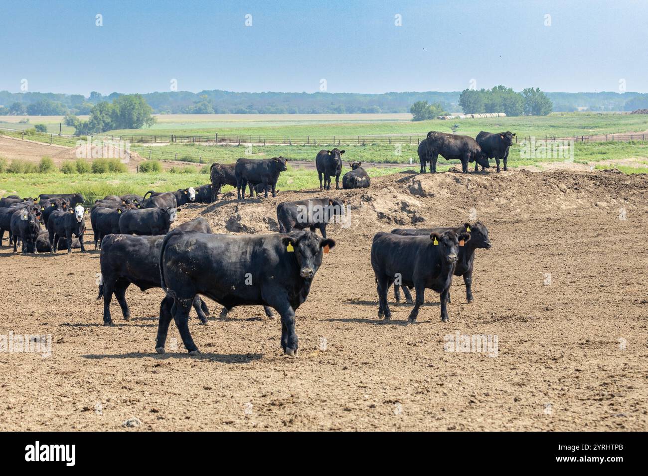 Gli Angus neri allevano bovini in un mangime o in un deposito per mangimi. Le etichette auricolari e le etichette elettroniche di monitoraggio sono state ritoccate per eliminare i numeri distintivi Foto Stock