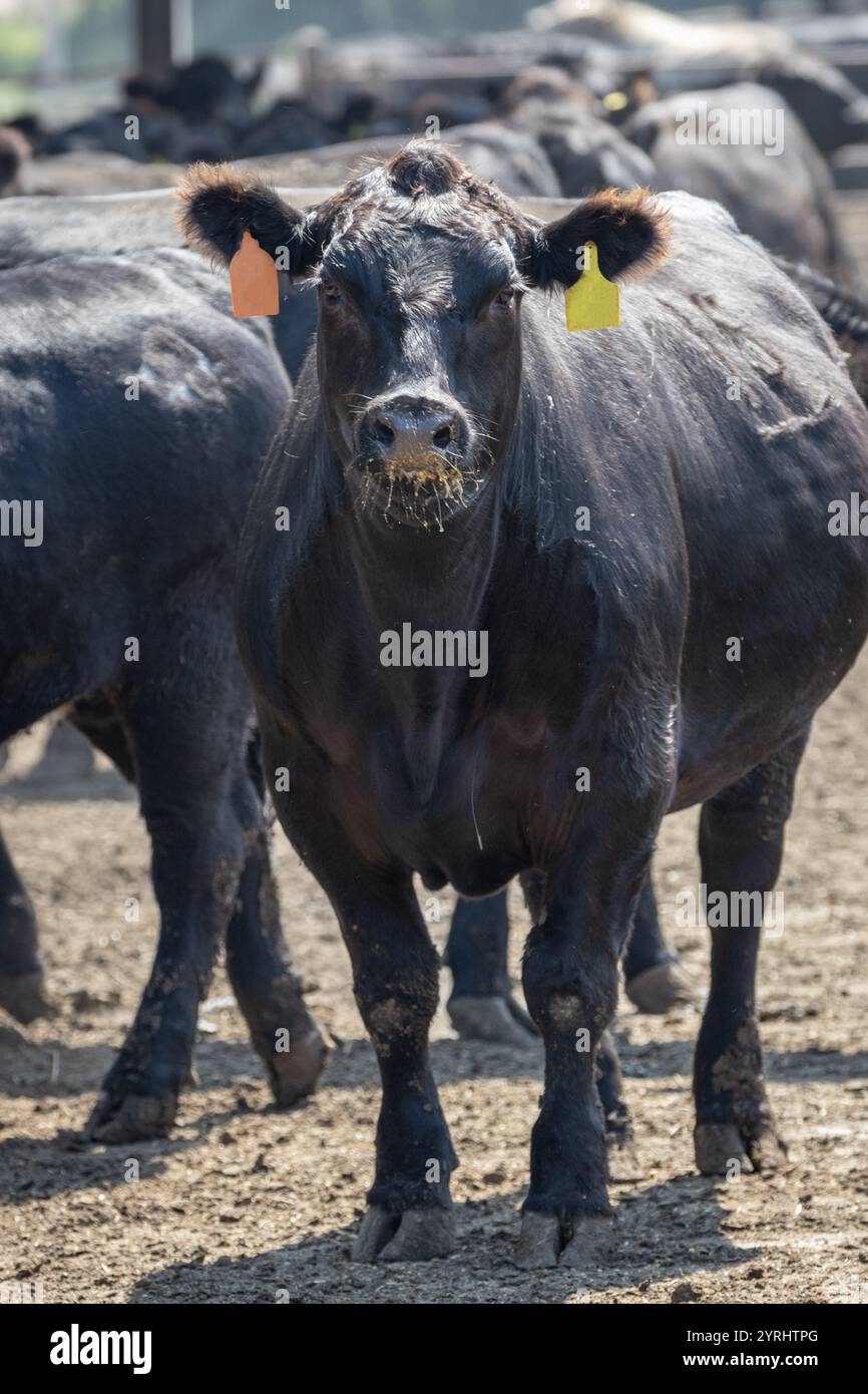 Gli Angus neri allevano bovini in un mangime o in un deposito per mangimi. Le etichette auricolari e le etichette elettroniche di monitoraggio sono state ritoccate per eliminare i numeri distintivi Foto Stock