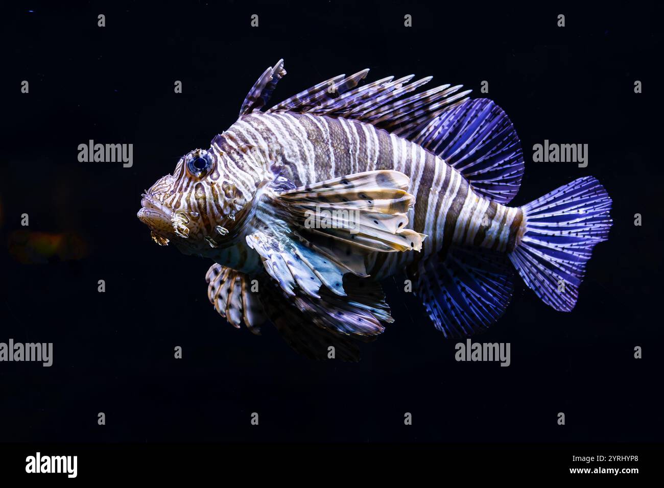 Bella Pterois, leone Foto Stock