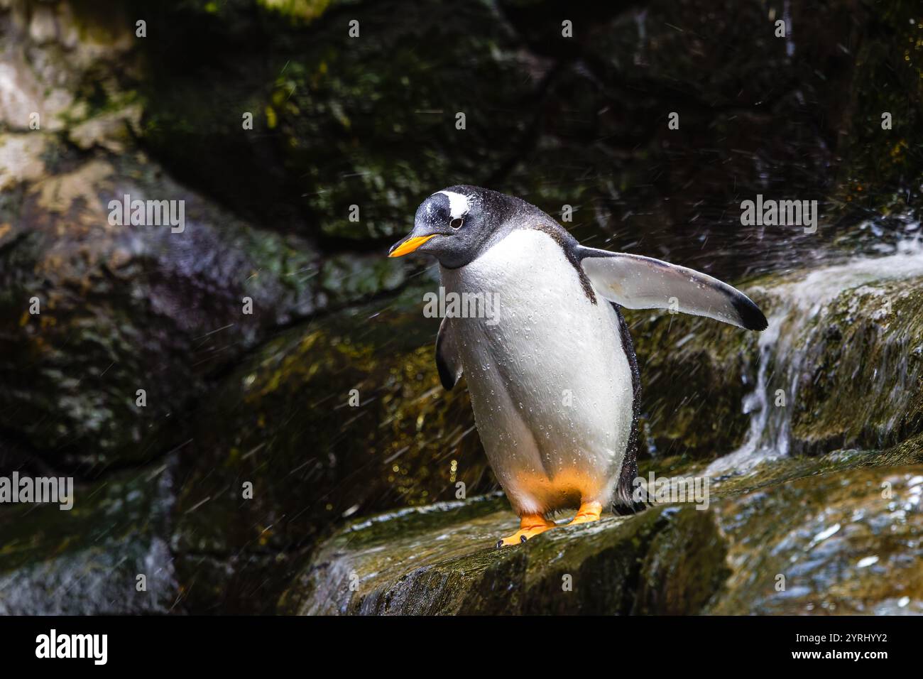 Un pinguino che cammina sulle rocce Foto Stock